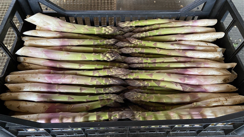 In programma dal 15 al 24 maggio nel centro di Santena. Quest’anno la manifestazione organizzata dalla pro loco assumerà una forma più diffusa, con cibo, esibizioni, conferenze e show cooking distribuiti su tre palchi e in più piazze.