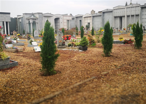 Nuovi alberi al cimitero di Santena